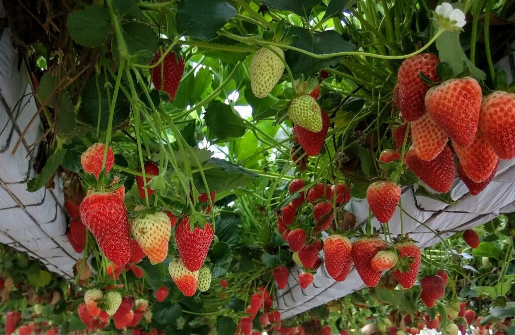 Erdbeeren.