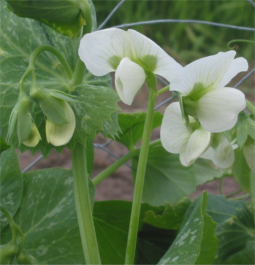 Erbsen.