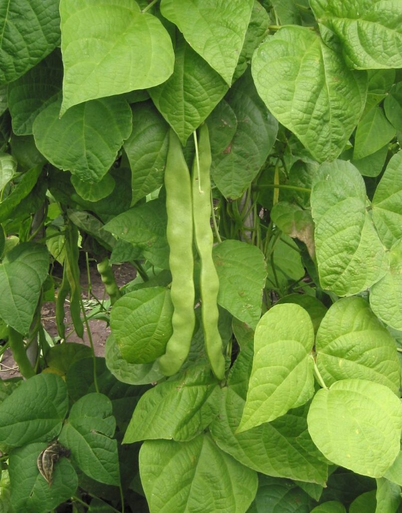 Buschbohnen.