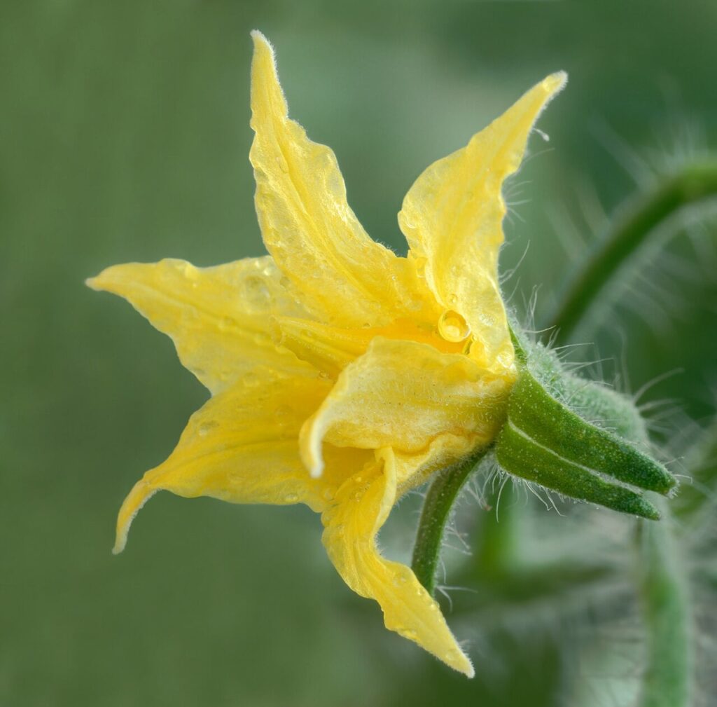 Tomatenblüte.